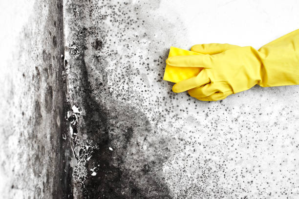 Best Black Mold Removal  in Hackberry, TX